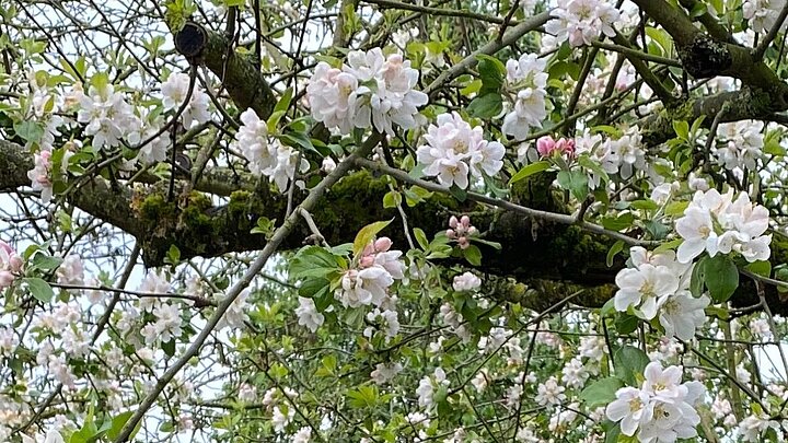 Foto des blühenden Apfelbaums vor der Schule